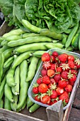 FRESHLY HARVESTED ORGANIC FRUIT AND VEGETABLES