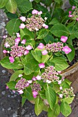 HYDRANGEA MACROPHYLLA GROWING IN A POT