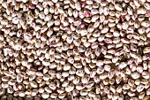 BORLOTTI BEANS, DRYING