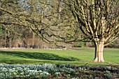 FAGUS SYLVATICA, BEECH TREES AND SHADOWS IN FEBRUARY