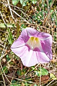 CONVOLVULUS ARVENSIS, LESSER BINDWEED