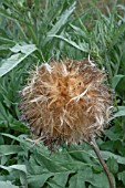 CYNARA CARDUNCULUS, CARDOON SEEDHEAD