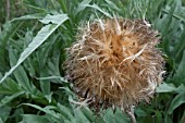 CYNARA CARDUNCULUS, CARDOON SEEDHEAD