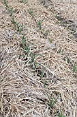 AUTUMN SOWN GARLIC GROWING OUTDOORS IN EARLY MARCH