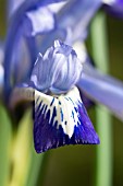 IRIS RETICULATA CLAIRETTE