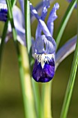 IRIS RETICULATA CLAIRETTE