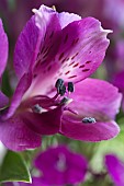 ALSTROEMERIA