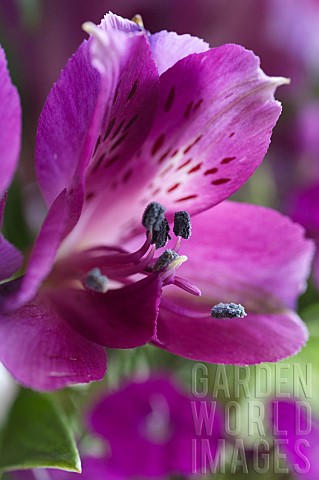 ALSTROEMERIA