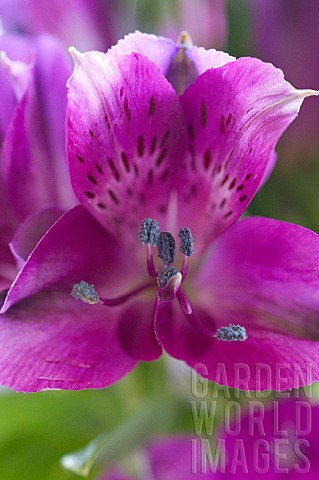 ALSTROEMERIA