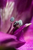 ALSTROEMERIA