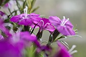 DIANTHUS