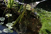 BLANKETWEED, SPIROGYRA SPP, GARDEN LAWN RAKE BEING USED TO REMOVE IT FROM POND