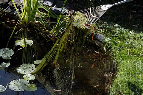 BLANKETWEED_SPIROGYRA_SPP_GARDEN_LAWN_RAKE_BEING_USED_TO_REMOVE_IT_FROM_POND