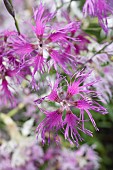 DIANTHUS X HYBRIDUS, RAINBOW LOVELINESS