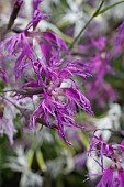 DIANTHUS X HYBRIDUS, RAINBOW LOVELINESS