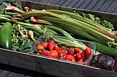 BOX OF FRESHLY HARVESTED FRUIT AND VEGETABLES