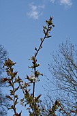 PRUNUS TAI HAKU, GREAT WHITE CHERRY