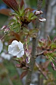 PRUNUS TAI HAKU, GREAT WHITE CHERRY