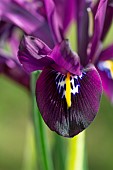 IRIS RETICULATA GEORGE