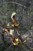 AESCULUS HIPPOCASTANUM, HORSE CHESTNUT LEAF BUDS