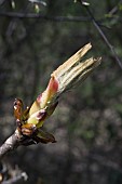 AESCULUS HIPPOCASTANUM, HORSE CHESTNUT LEAF BUD