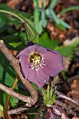 HELLEBORUS, HELLEBORE