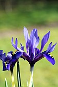 IRIS RETICULATA PALM SPRINGS