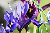 IRIS RETICULATA PALM SPRINGS