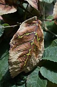 LEAF BROWNING, LOGANBERRY LEAVES