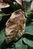 LEAF BROWNING, LOGANBERRY LEAVES