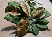 LEAF BROWNING, LOGANBERRY LEAVES