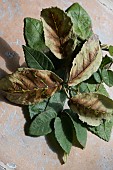 LEAF BROWNING, LOGANBERRY LEAVES