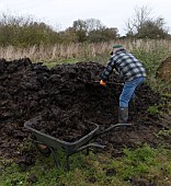 MAN FORKING PIG MANURE INTO A WHEELBARROW