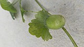 GALL ON GROUND IVY