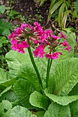 JAPANESE PRIMROSE, PRIMULA JAPONICA