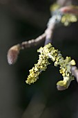 LICHEN ON MAGNOLIA STELLATA