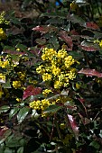 MAHONIA AQUIFOLIUM