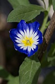 Convolvulus tricolor Morning Glory