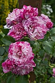 ROSA BRIGHT IDEAS, PETER BEALES ROSE, MODERN CLIMBER