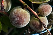 PRUNUS PERSICA, PEACHES, GROWING