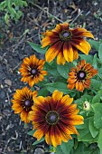 RUDBECKIA HIRTA AUTUMN COLOURS