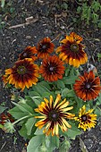 RUDBECKIA HIRTA AUTUMN COLOURS