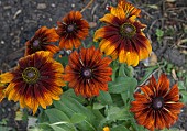 RUDBECKIA HIRTA AUTUMN COLOURS