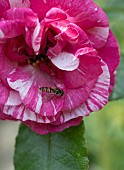 HOVERFLY ON ROSA BRIGHT IDEAS