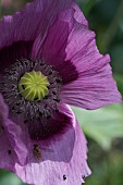 HOVERFLY AND POLLEN BEETLES ON OPIUM POPPY FLOWER, PAPAVER SOMNIFERUM