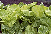 COS LETTUCE