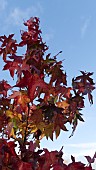 LIQUIDAMBAR STYRACIFLUA, SWEET GUM