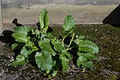 RUMEX OBTUSIFOLIUS, BROAD-LEAVED DOCK