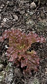 LACTUCA SATIVA, OAK-LEAF LETTUCE