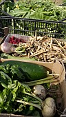 BOXES OF FRESHLY HARVESTED ORGANIC GARDEN PRODUCE